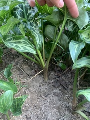 Arum italicum