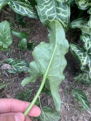 Arum italicum