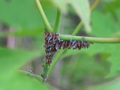 Neoprociphilus aceris