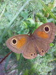 Cassionympha cassius