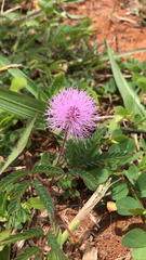 Mimosa hirsutissima