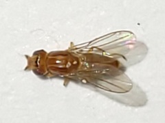 Ectecephala unicolor
