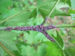 Neoprociphilus aceris