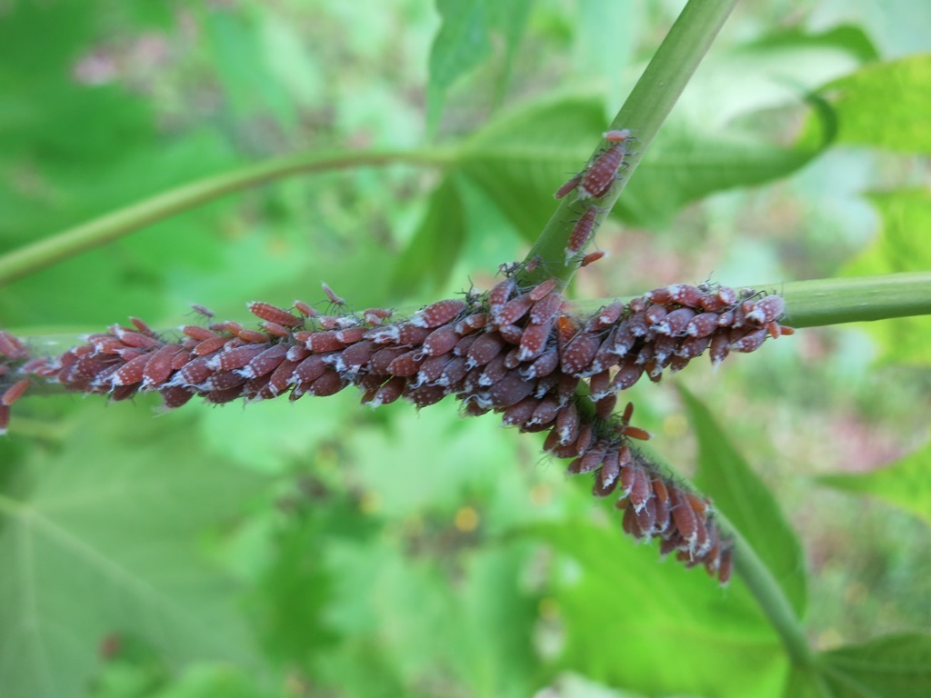 woolly maple aphid