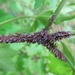 Woolly Maple Aphid - Photo (c) Evan M. Raskin, some rights reserved (CC BY), uploaded by Evan M. Raskin