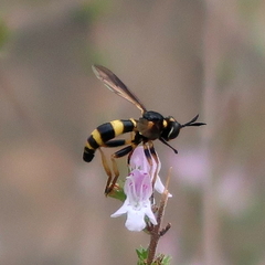Conops ceriaeformis