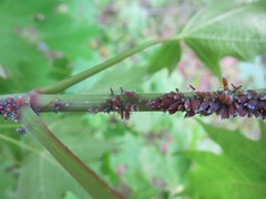 Neoprociphilus aceris