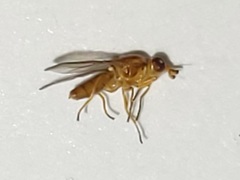 Ectecephala unicolor