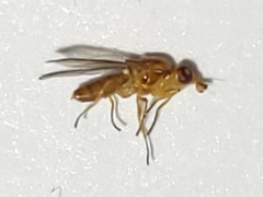 Ectecephala unicolor