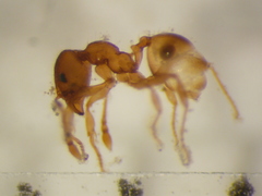 Pheidole rugosula