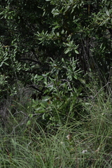Garrya laurifolia