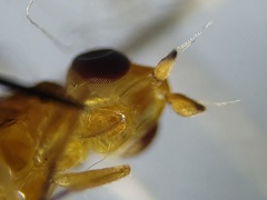 Ectecephala unicolor