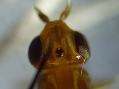 Ectecephala unicolor