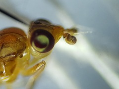 Ectecephala unicolor