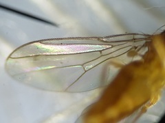 Ectecephala unicolor