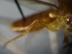 Ectecephala unicolor