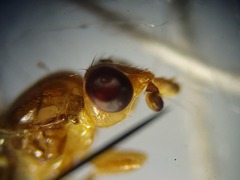 Ectecephala unicolor