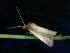 Archanara resoluta
