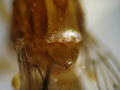 Ectecephala unicolor