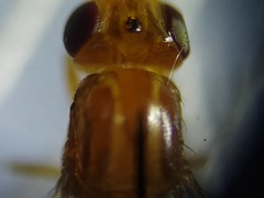 Ectecephala unicolor