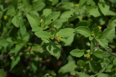 Melampodium longifolium