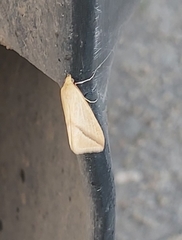 Rhodometra sacraria