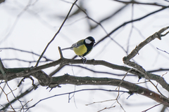 Parus major