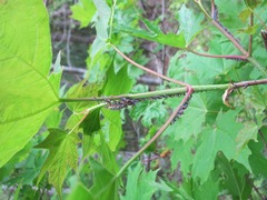 Neoprociphilus aceris