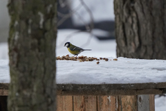 Parus major