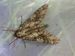 Dolbina tancrei