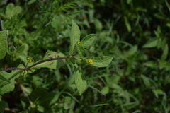 Melampodium longifolium