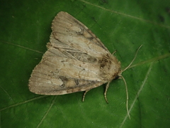 Atrachea miyakensis