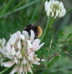 Bombus alpinus