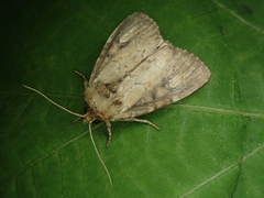 Atrachea miyakensis