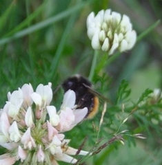 Bombus alpinus