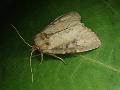 Atrachea miyakensis