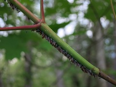 Neoprociphilus aceris