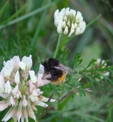 Bombus alpinus