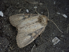 Atrachea miyakensis