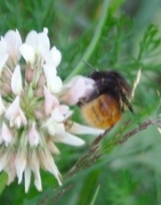 Bombus alpinus