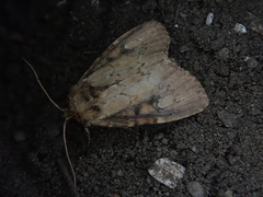 Atrachea miyakensis