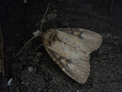 Atrachea miyakensis