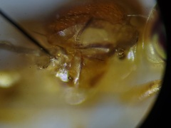 Ectecephala unicolor