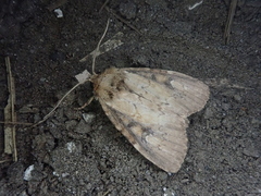 Atrachea miyakensis