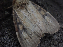 Atrachea miyakensis