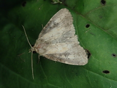 Atrachea miyakensis
