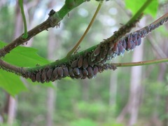 Neoprociphilus aceris