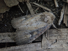 Atrachea miyakensis