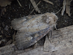 Atrachea miyakensis
