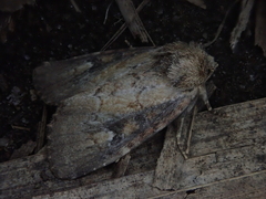 Atrachea miyakensis